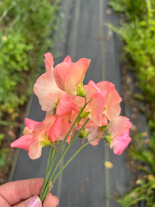 Sweet Pea | Candyfloss