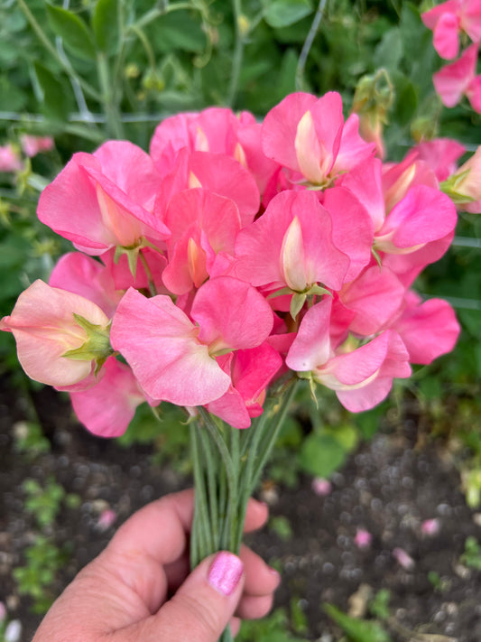 Sweet Pea | Champagne Bubbles