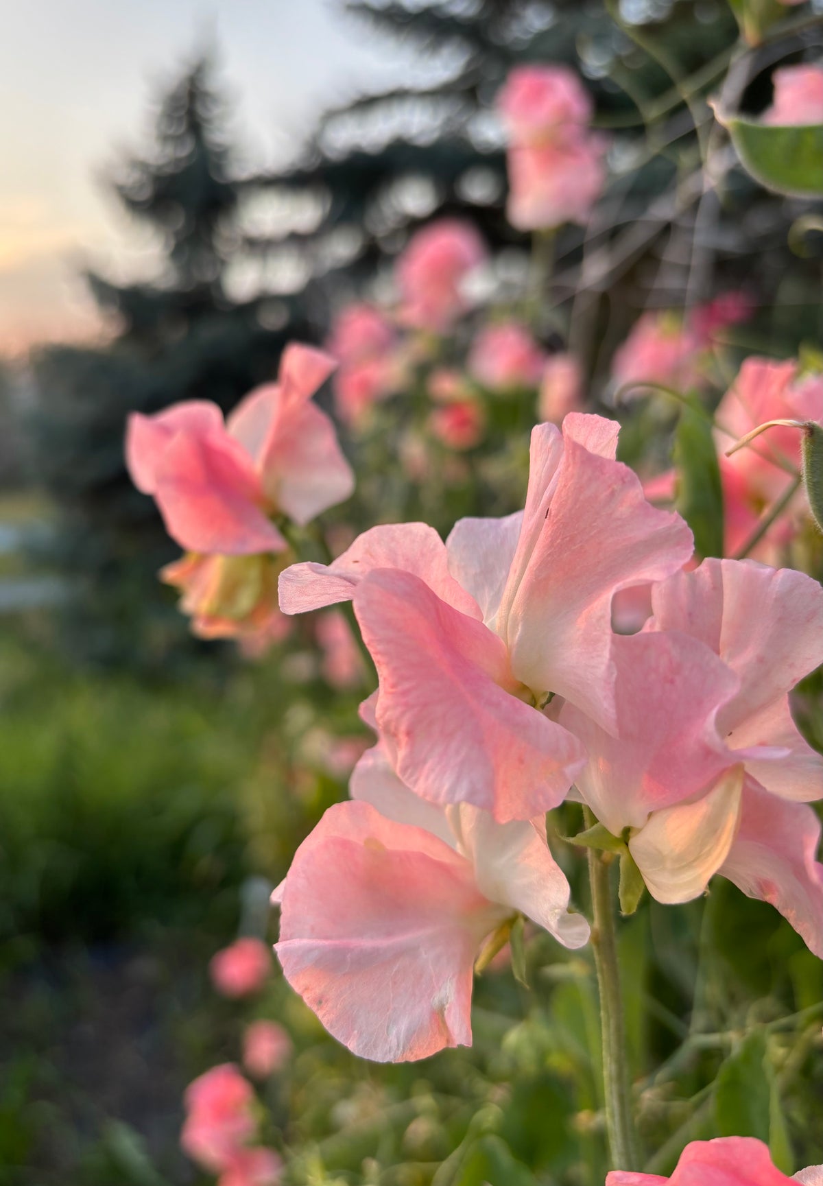 Sweet Pea | Charles Unwin