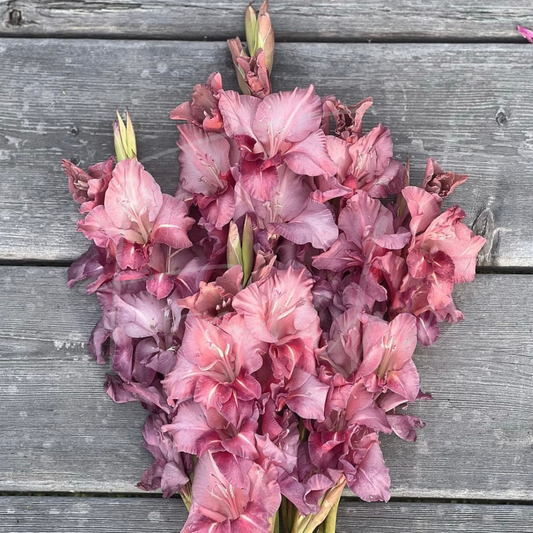 Earl Grey Gladiolus