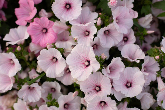 Lavatera | Pink Regis