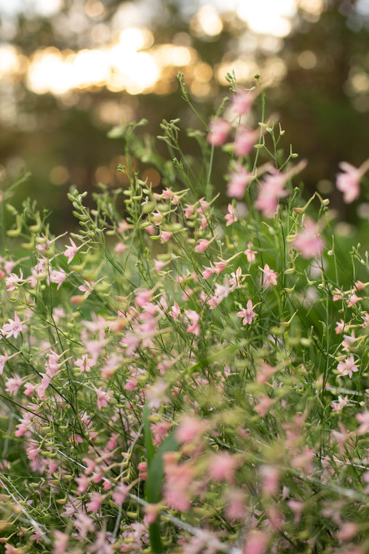 Signature & Premium Cut Flower Packs