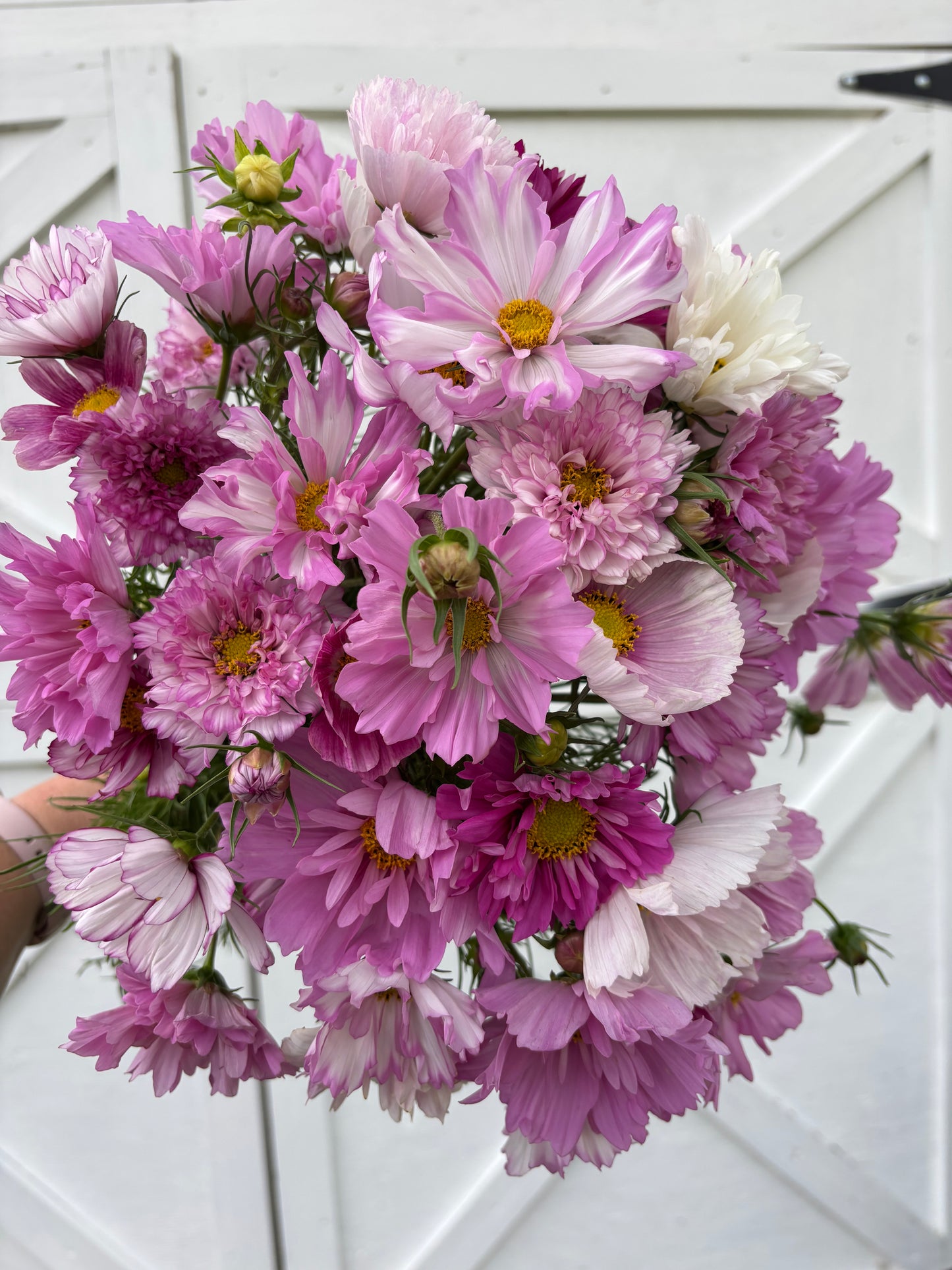 Cosmos | Fraiche Fairytale Mix