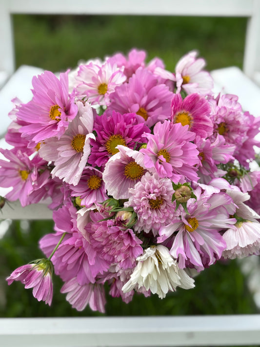 Cosmos | Fraiche Fairytale Mix