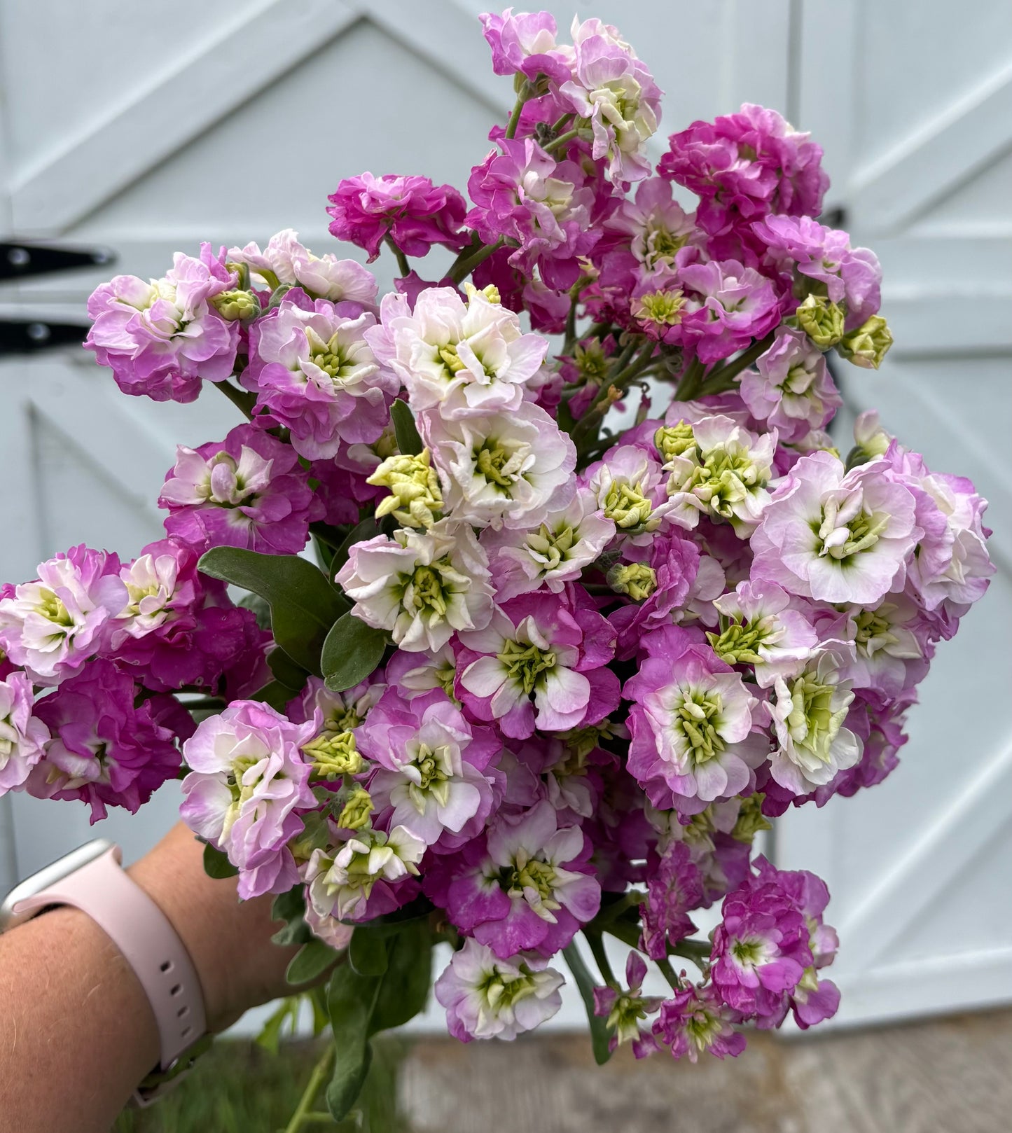 Stock Quartet | Pink Blush