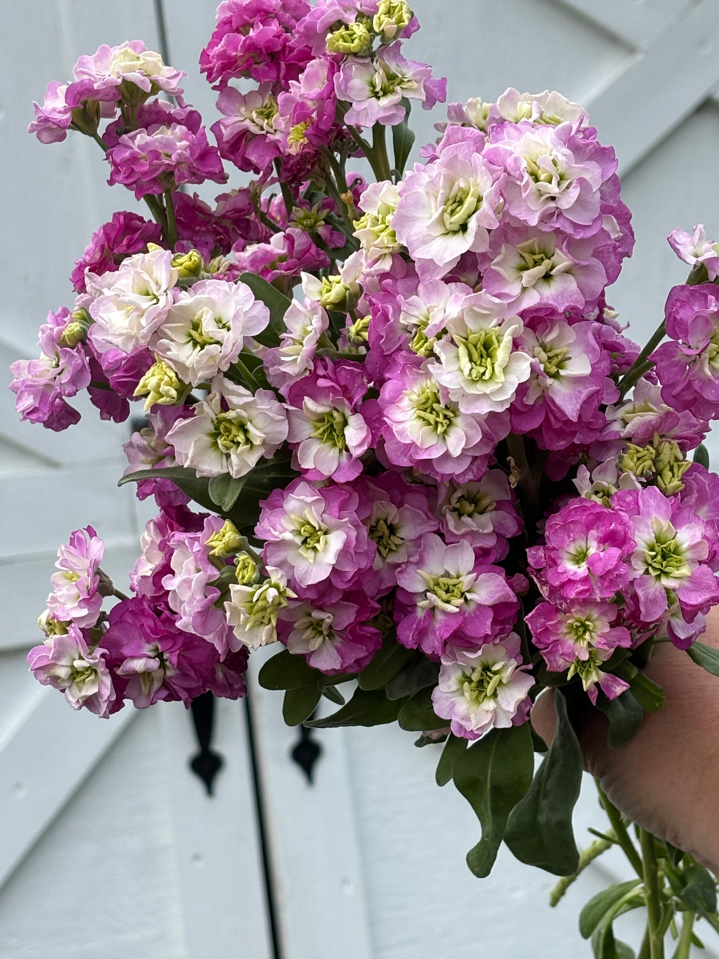 Stock Quartet | Pink Blush