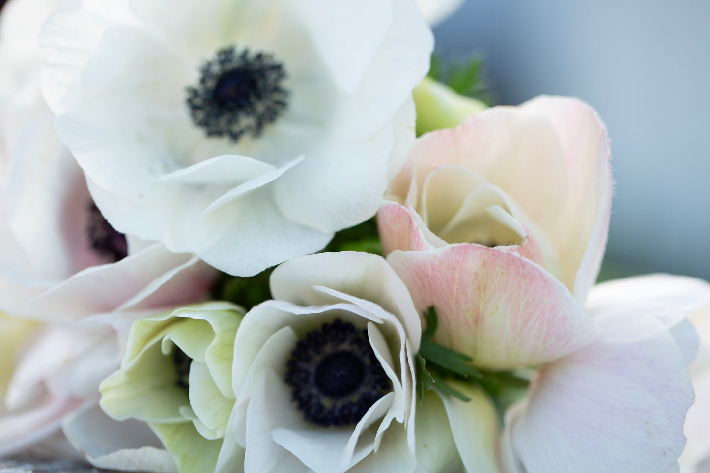 Growing Ranunculus & Anemone Workshop | Saturday April 11th 10am