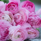 Growing Ranunculus & Anemone Workshop | Saturday April 11th 10am