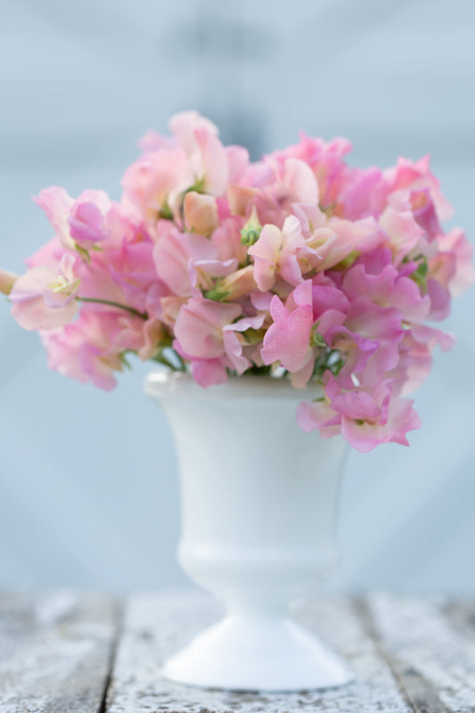 Sweet Pea | Alisa