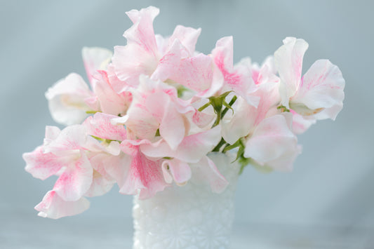Sweet Pea | Vaudeville