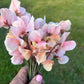 Sweet Pea | Shell Pink