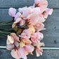Sweet Pea | Shell Pink