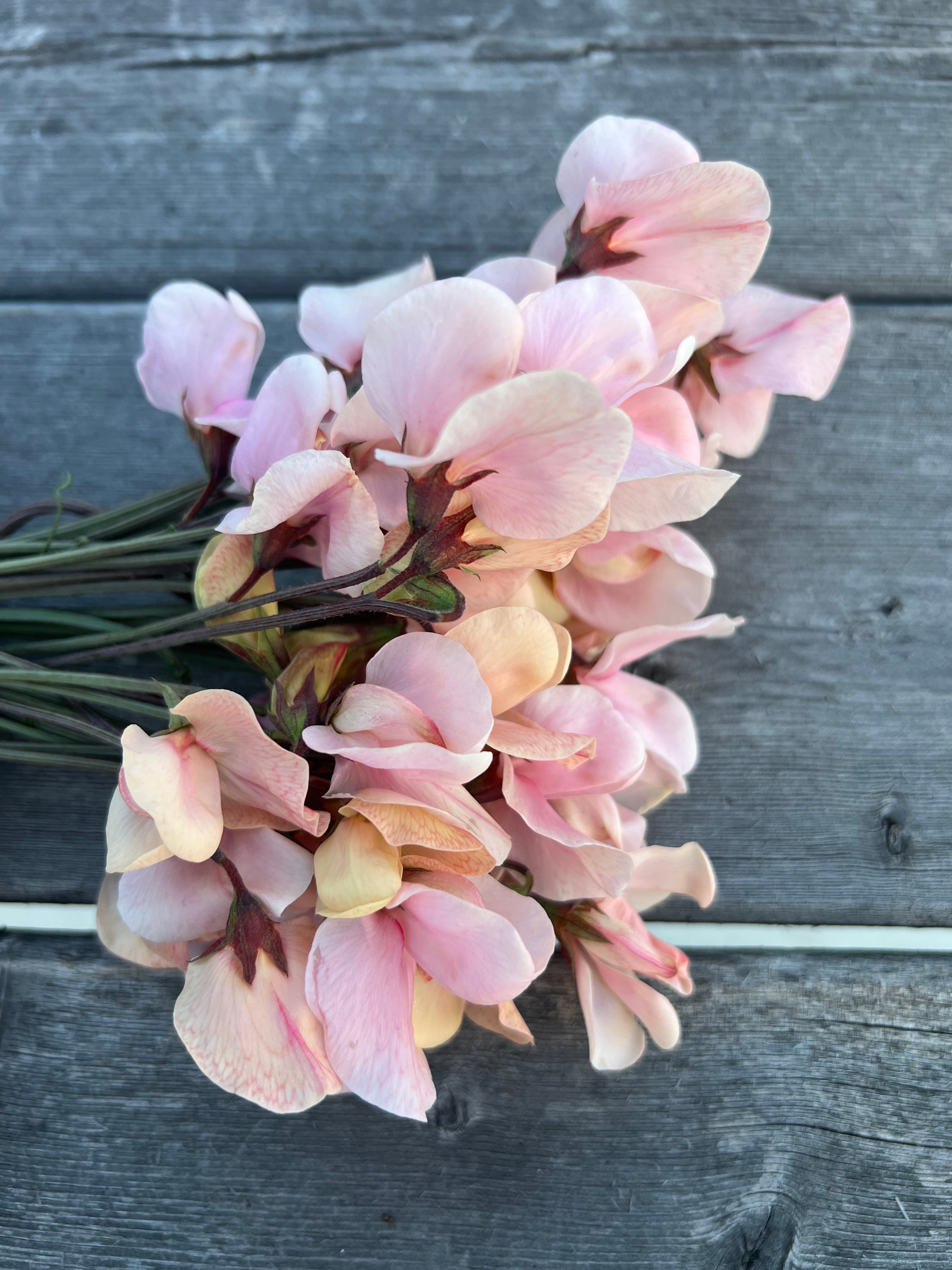 Sweet Pea | Shell Pink *Limit 1* – Fraiche Flower Farm