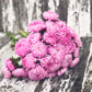 Signature & Premium Cut Flower Packs