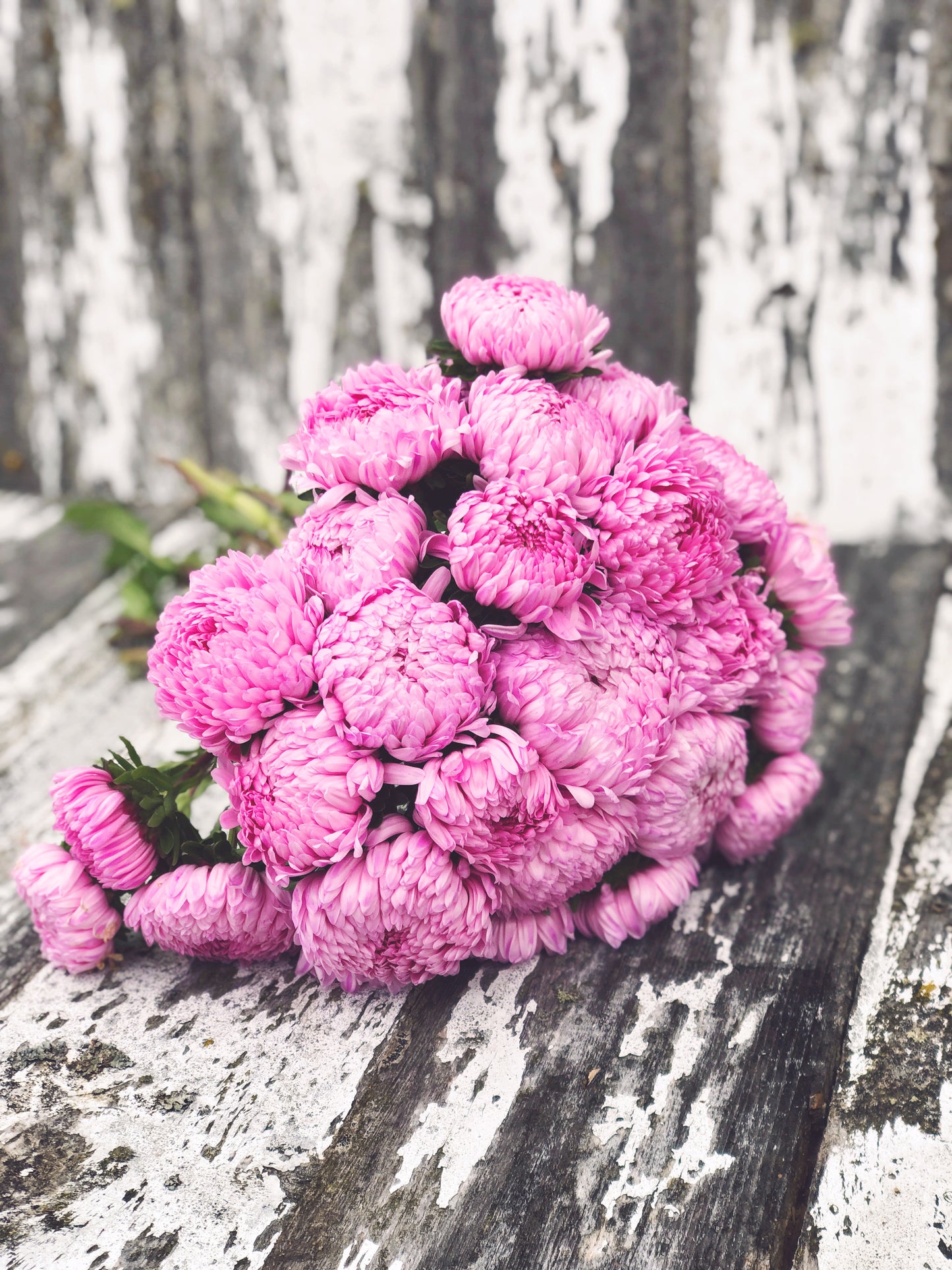 Signature & Premium Cut Flower Packs