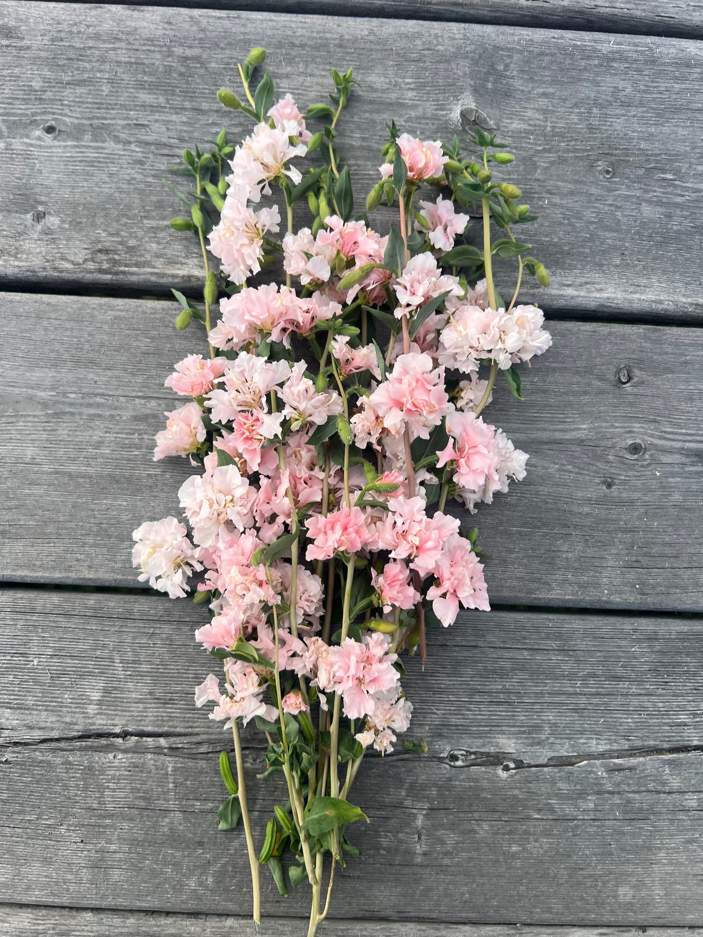 Clarkia | Appleblossom