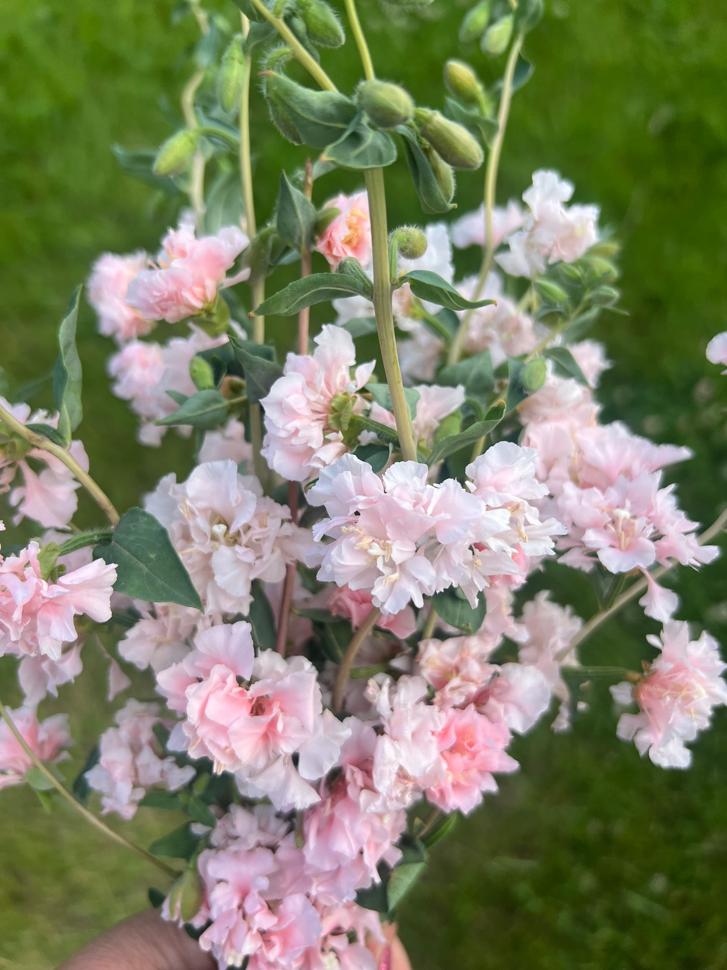 Clarkia | Appleblossom