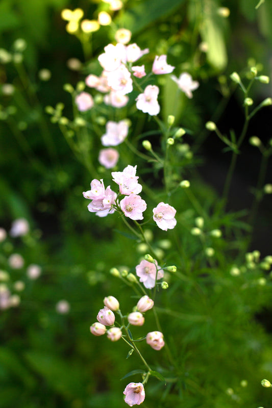 Delphinium | Jenny's Pearl Pink | Fraiche Grown