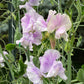 Sweet Pea | Lavender Flake