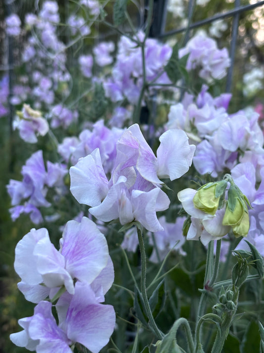 Sweet Pea | Lavender Flake