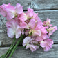 Sweet Pea | Lynn Fiona