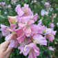 Sweet Pea | Lynn Fiona