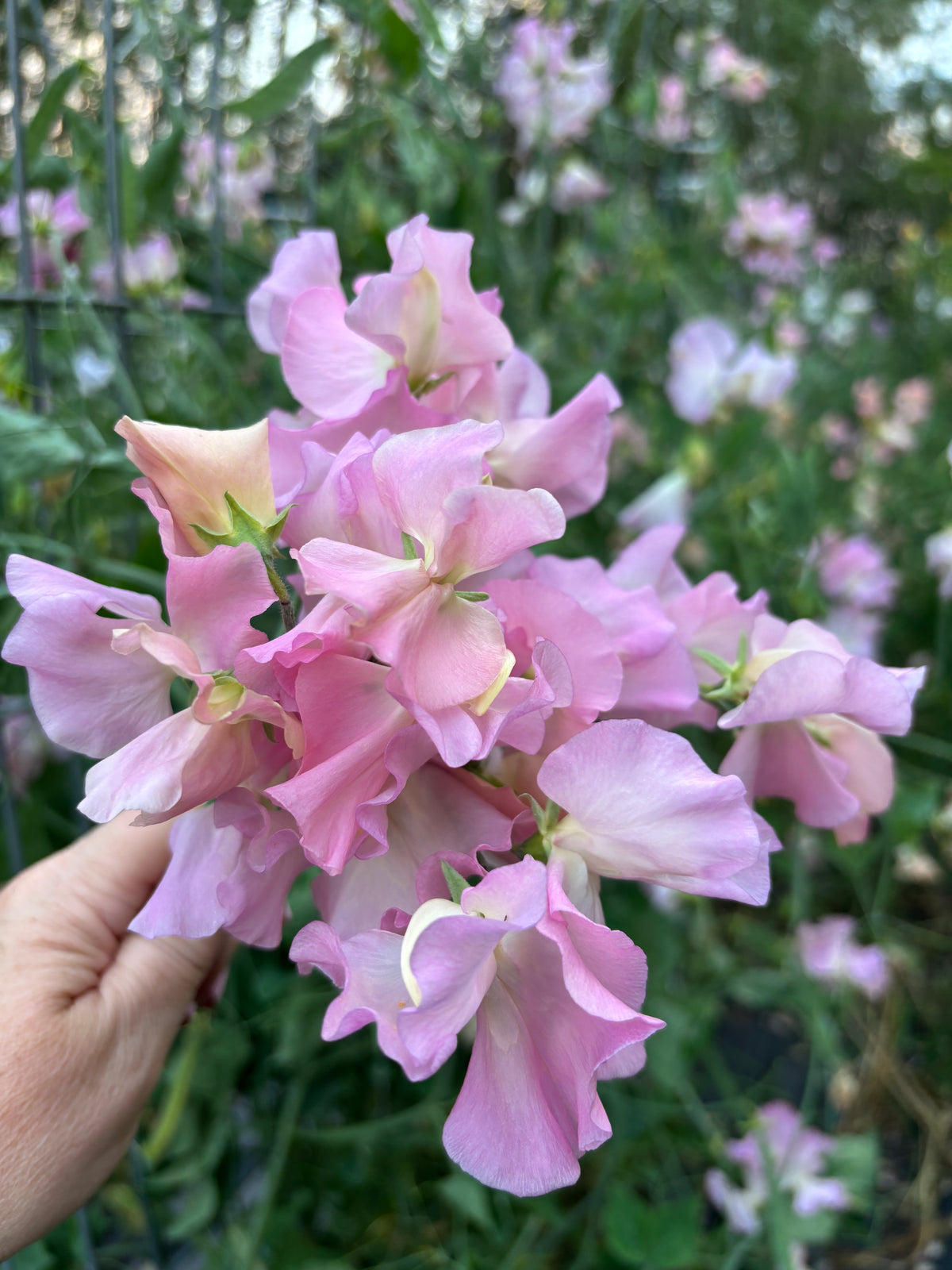 Sweet Pea | Lynn Fiona