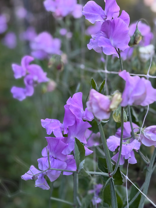 Sweet Pea | Maestro