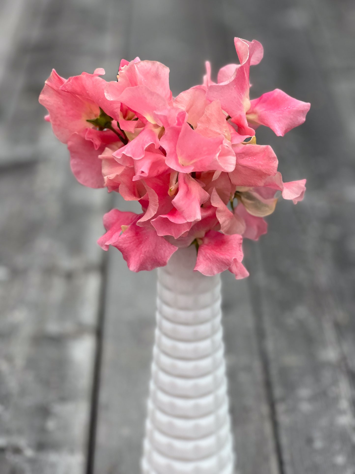 Sweet Pea | Mary Cynthia