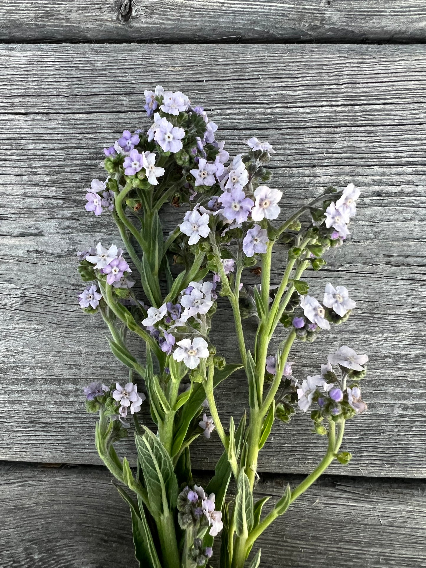 Chinese Forget-Me-Not | Ms. Marilyn