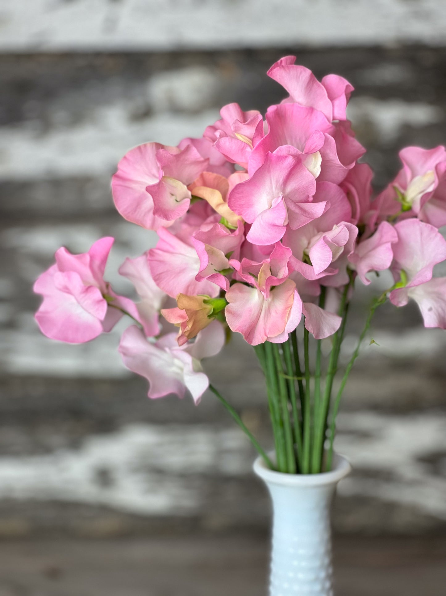 Sweet Pea | Partricia Marilyn