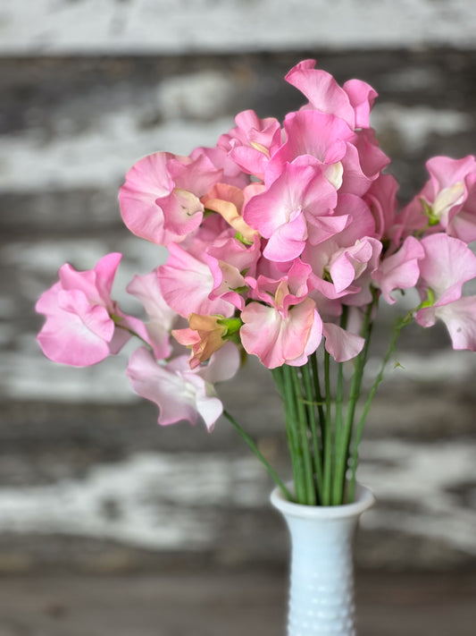 Sweet Pea | Partricia Marilyn