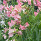 Sweet Pea | Rosay