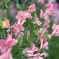 Sweet Pea | Rosay