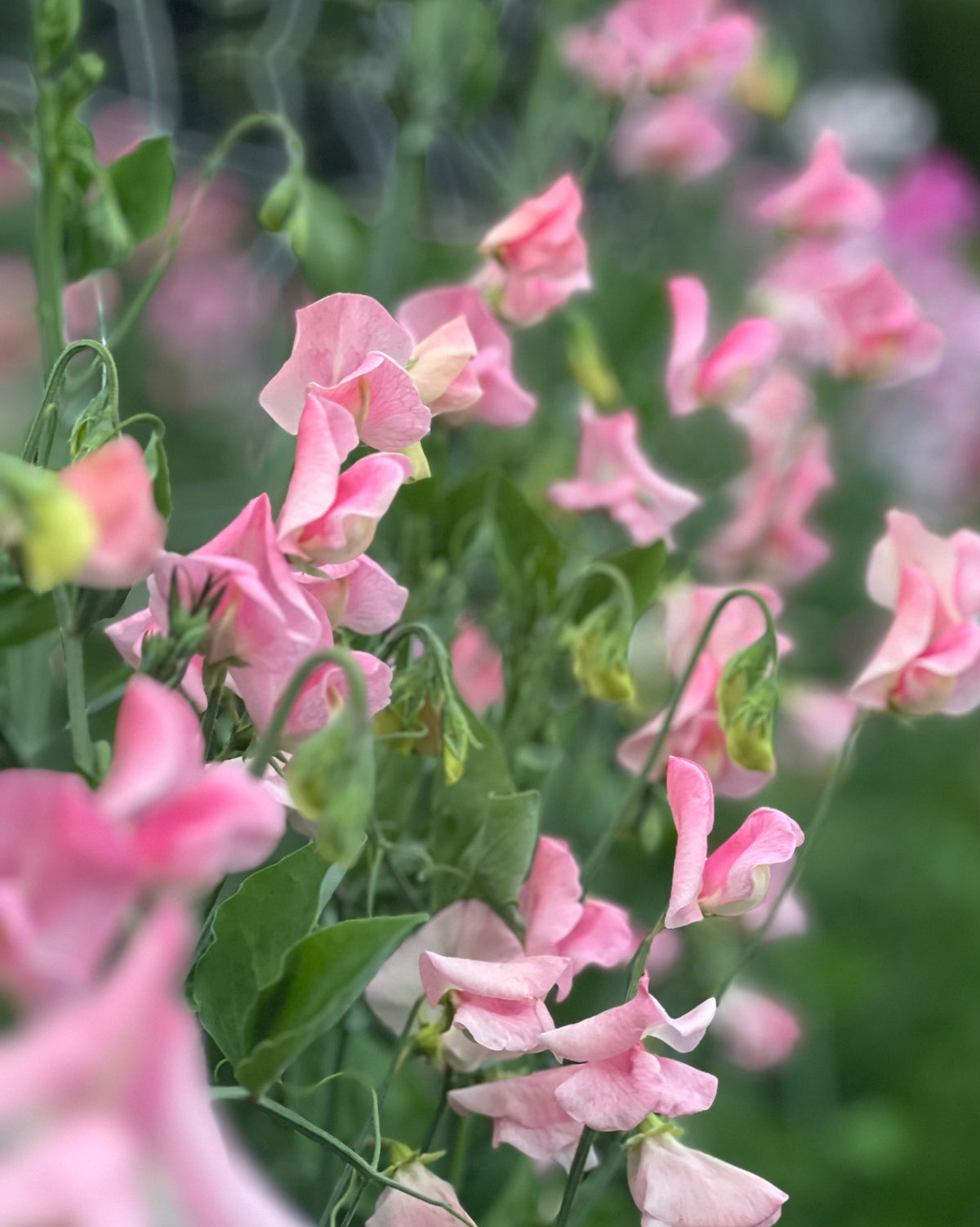 Sweet Pea | Rosay