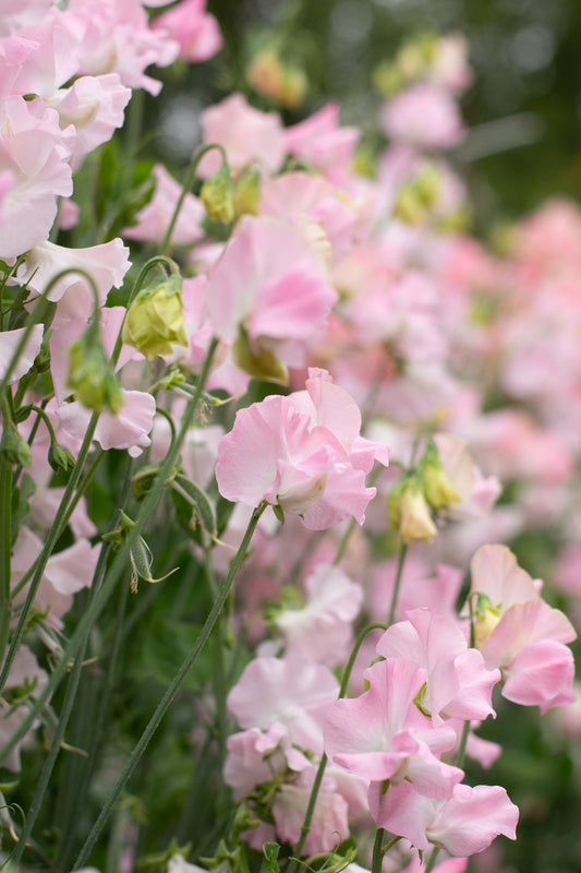 Sweet Pea | Southbourne