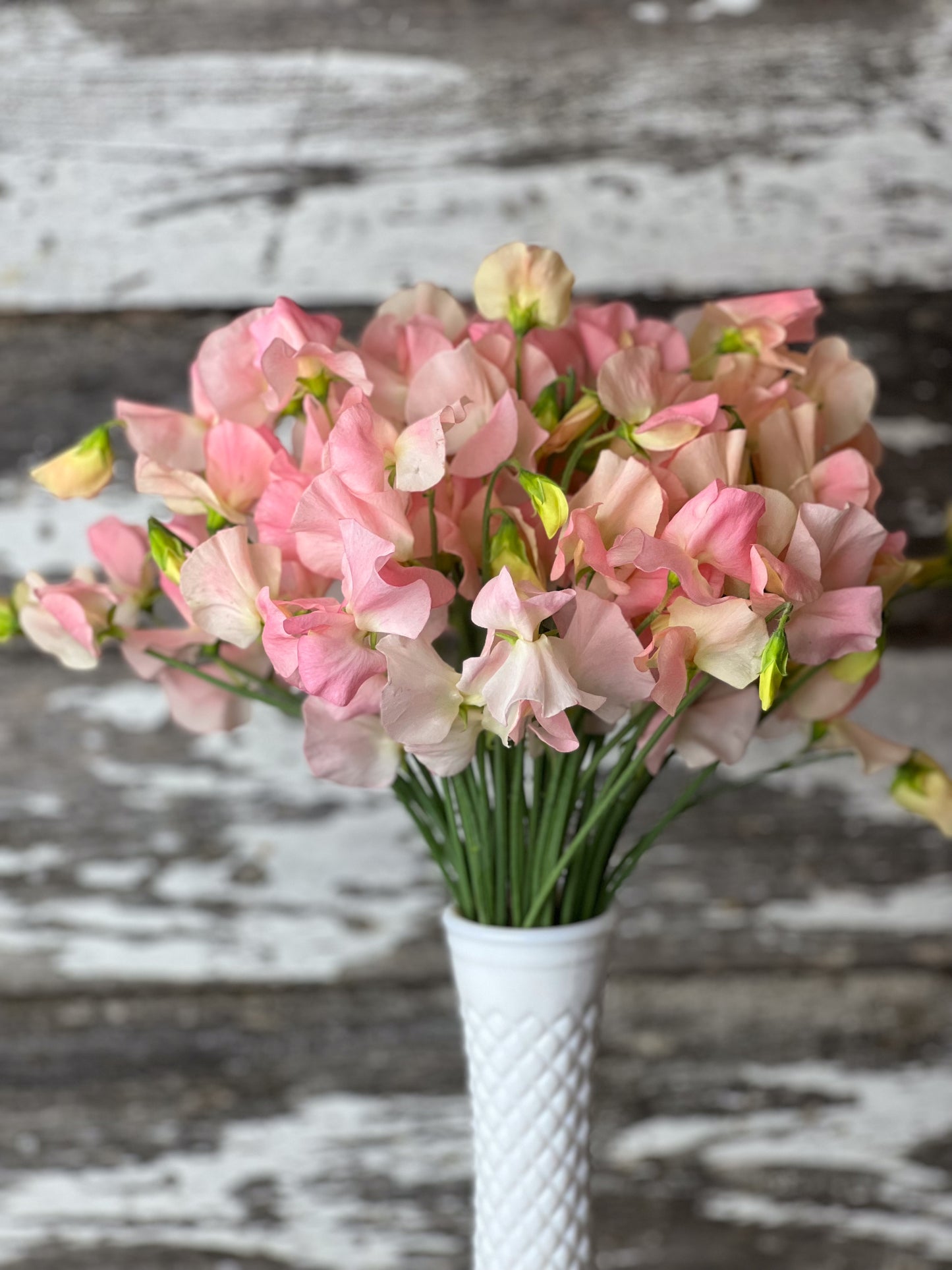 Sweet Pea | Spring Sunshine Champagne