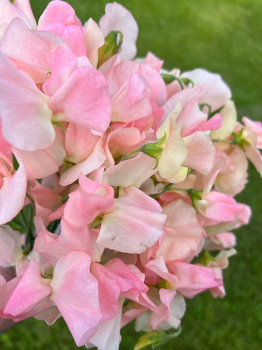 Sweet Pea | Spring Sunshine Champagne