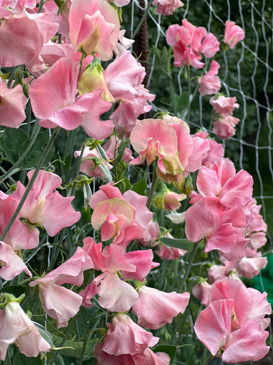 Sweet Pea | Susan Burgess