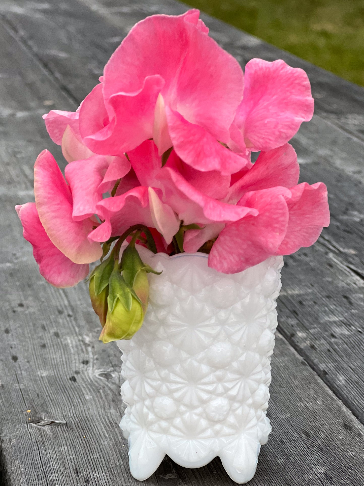 Sweet Pea | Sylvia Moore