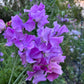 Sweet Pea | Trelawny