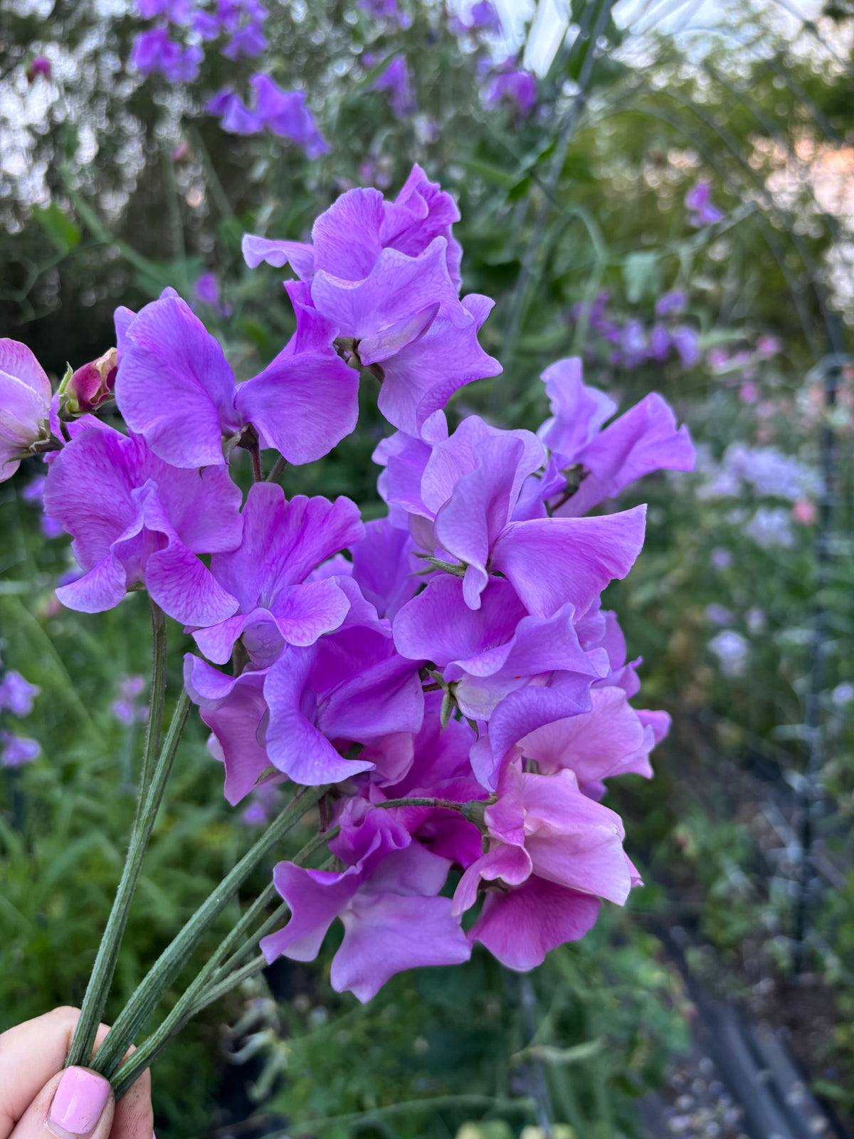 Sweet Pea | Trelawny