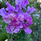 Sweet Pea | Trelawny