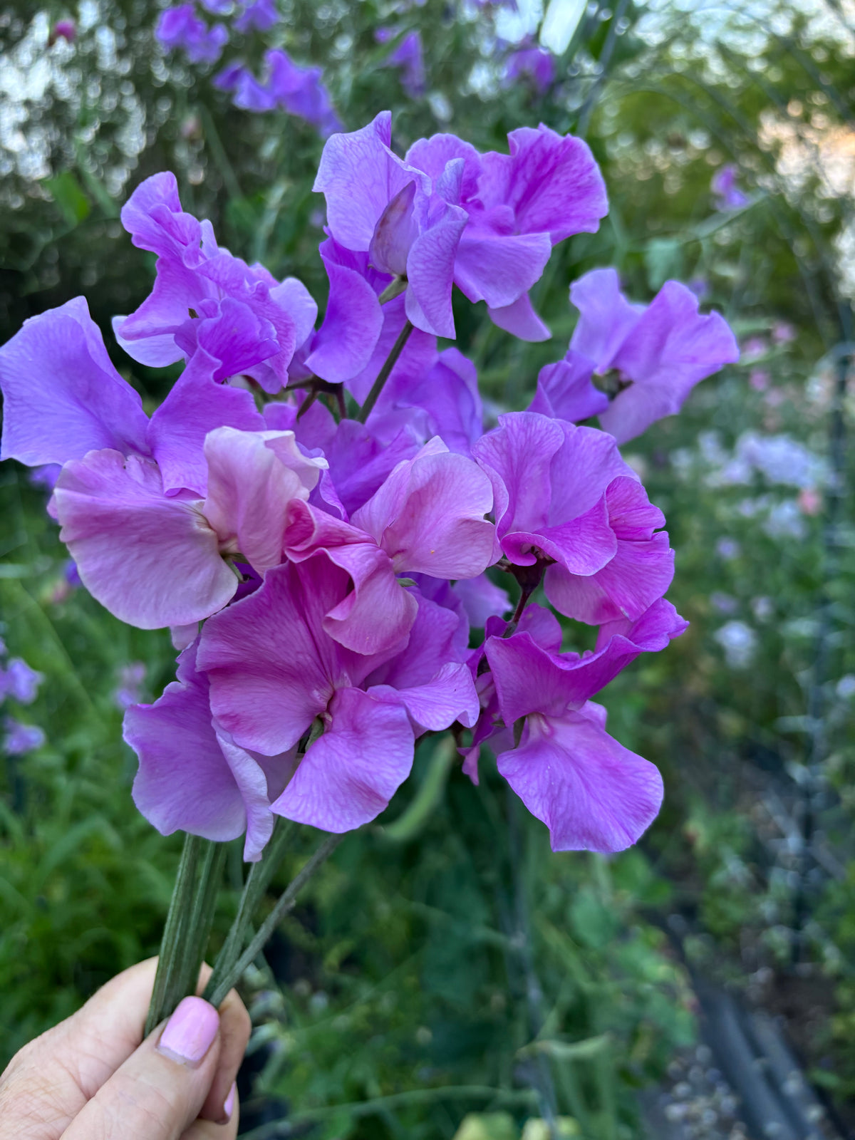Sweet Pea | Trelawny