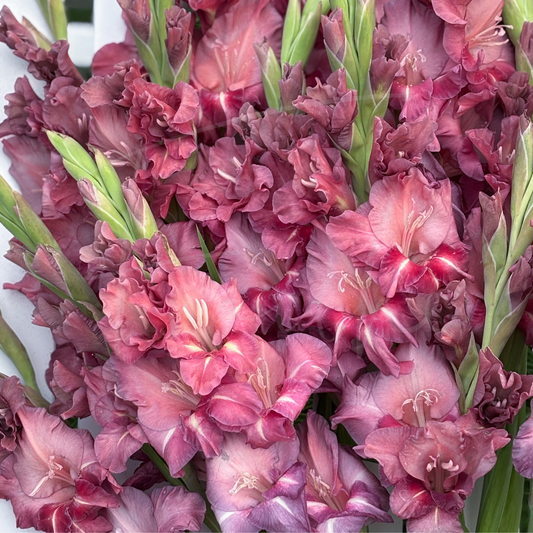 Earl Grey Gladiolus