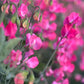 Sweet Pea | Valentine
