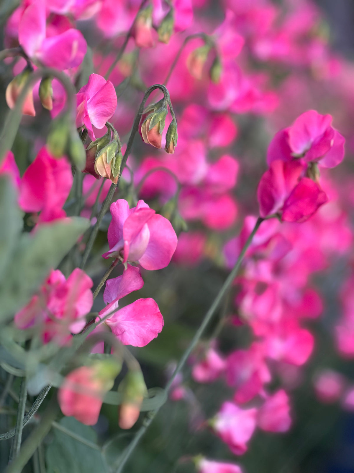 Sweet Pea | Valentine
