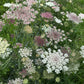 Signature & Premium Cut Flower Packs