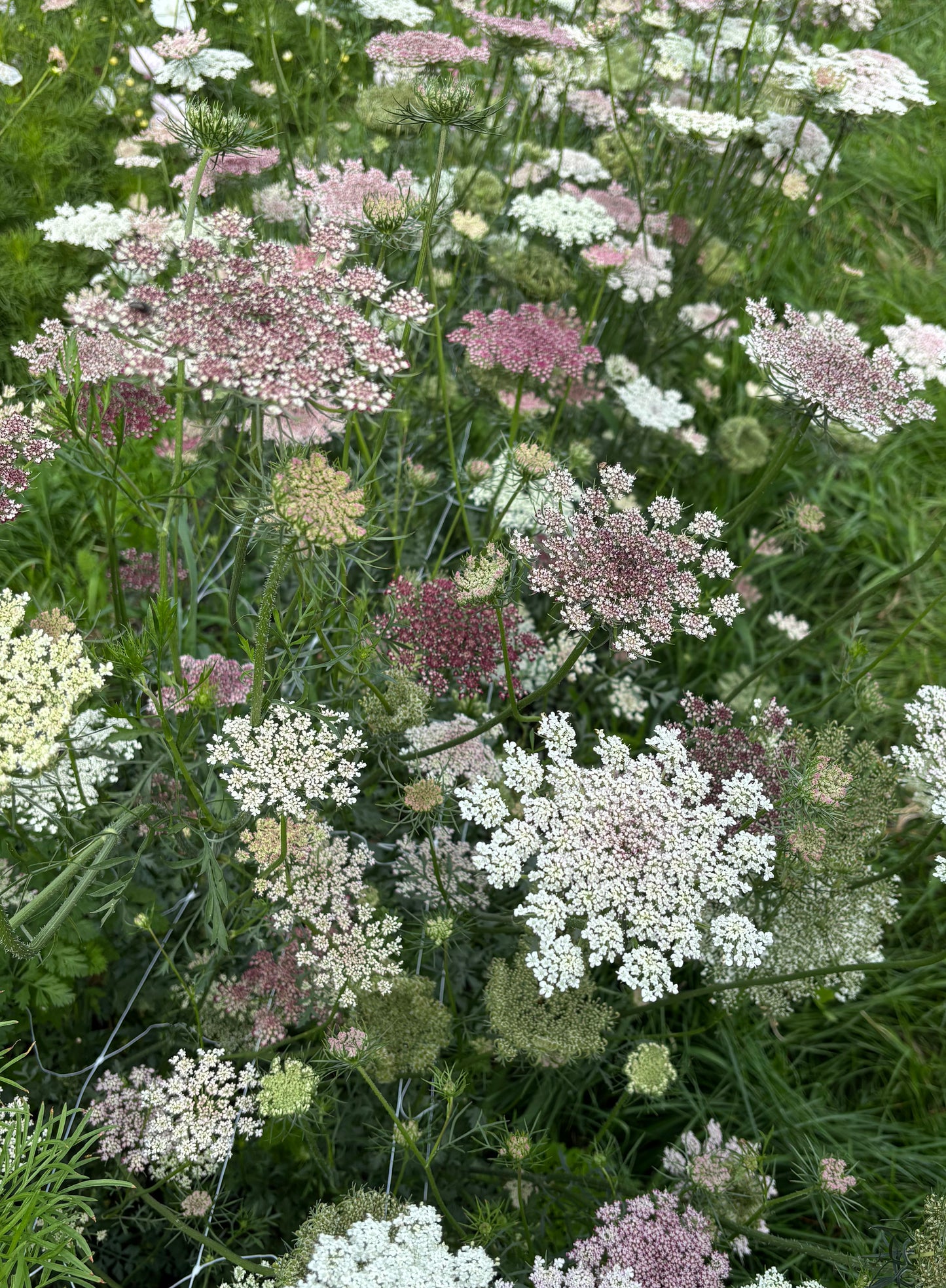 Chocolate Lace Flower | Dara