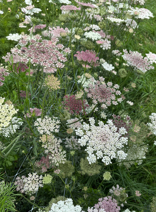 Chocolate Lace Flower | Dara